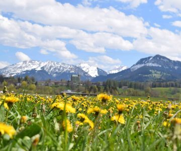 Blumenwiese mit Bergen